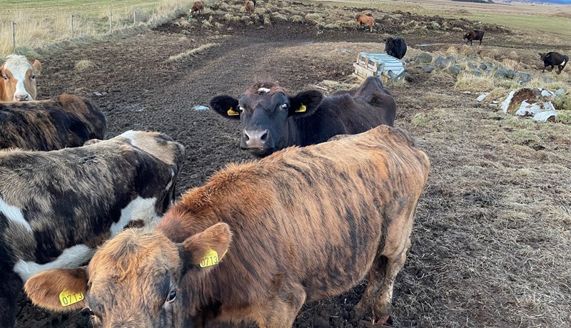 Tveir tengdir umráðamenn eiga hlut að máli