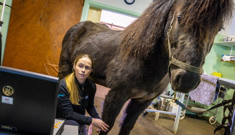 Þjónusta dýralækna á landsbyggðinni í uppnámi
