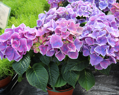 Klassísk blómfegurð stofuhindar