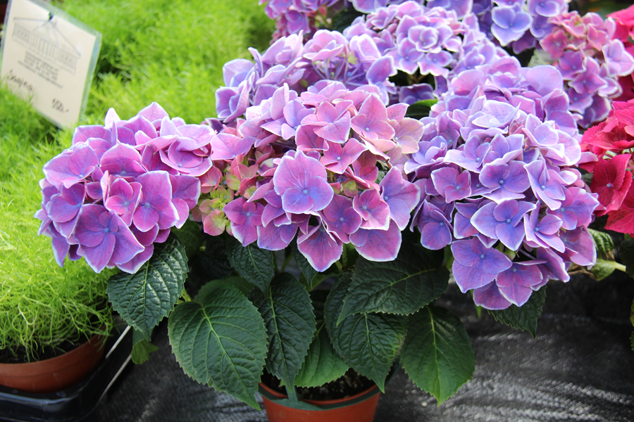 Garðahortensía, hindarblóm eða stofuhind.