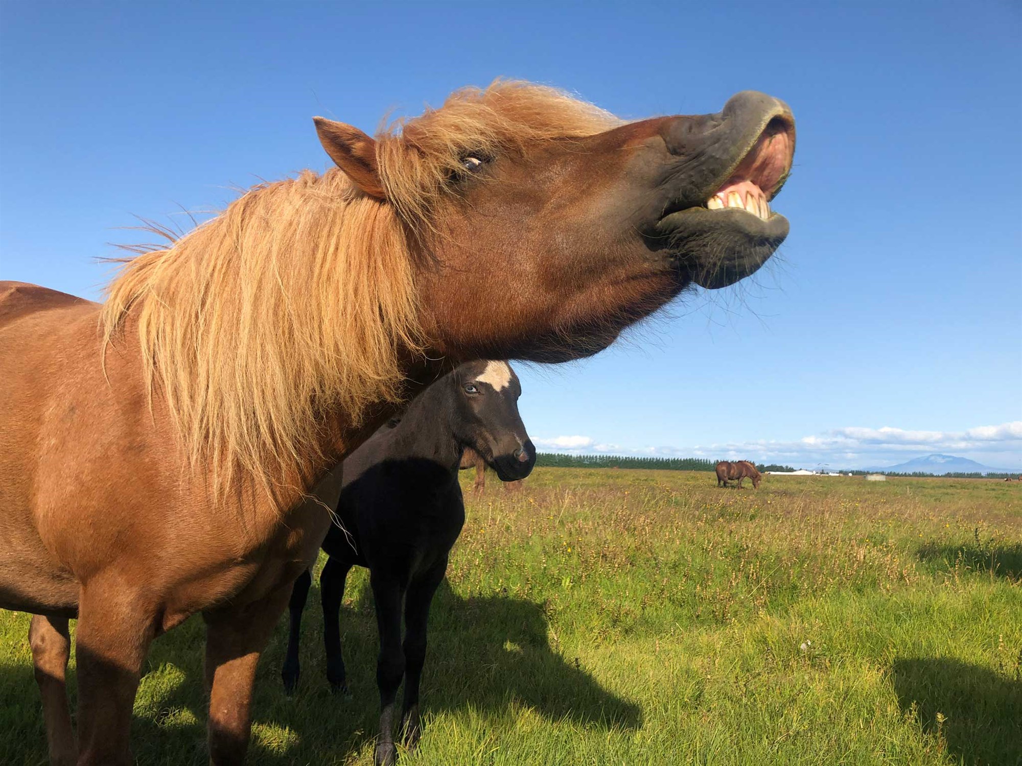 Úrbætur aðkallandi í blóðmerabúskap