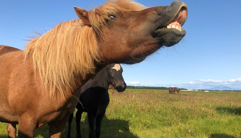 Úrbætur aðkallandi í blóðmerabúskap