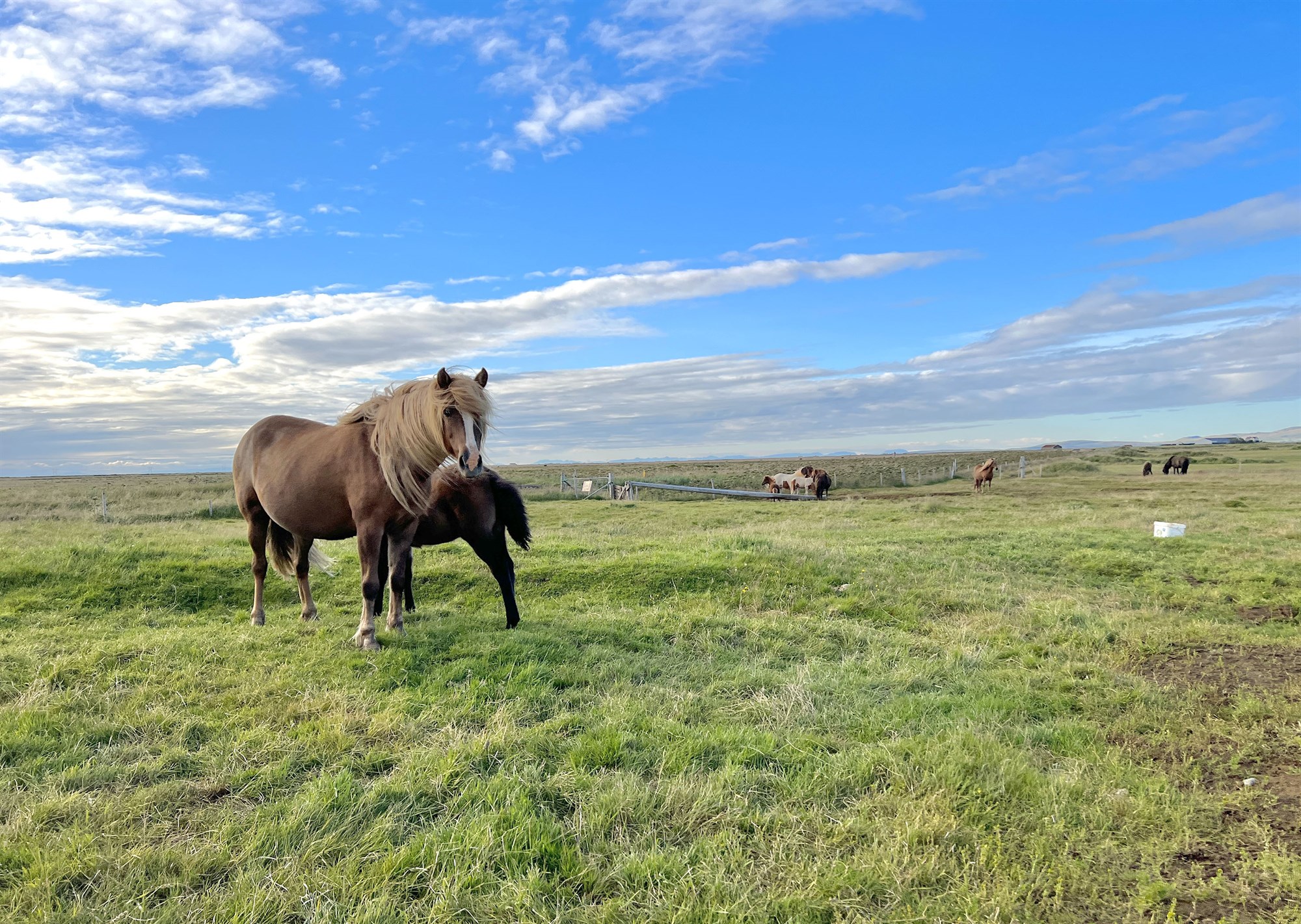 Blóðtakan eykur nytjar af hrossum og styrkir afkomuna