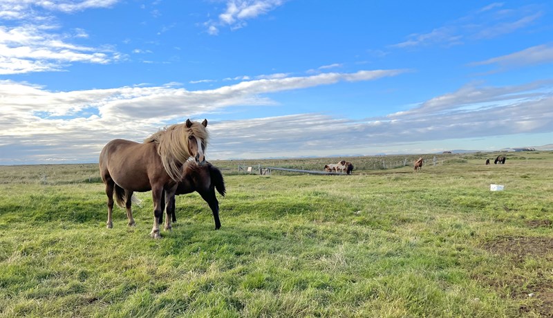 Blóðtakan eykur nytjar af hrossum og styrkir afkomuna