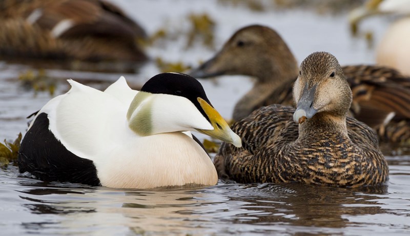 Fuglaflensa af H7N9 stofni herjar á Kínverja