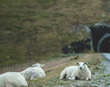 Getum við lært af Norðmönnum?