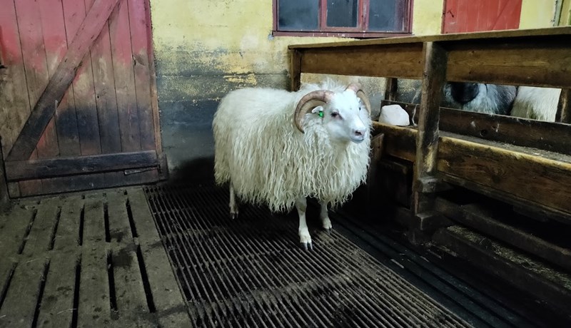 Hrútasýning í Hrútafirði