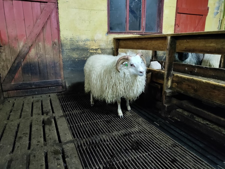 Efsti hvíti hyrnti hrúturinn.