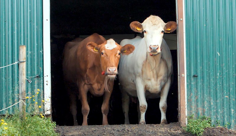Háþrýstiþvottur í Efstadal II líkleg smitleið
