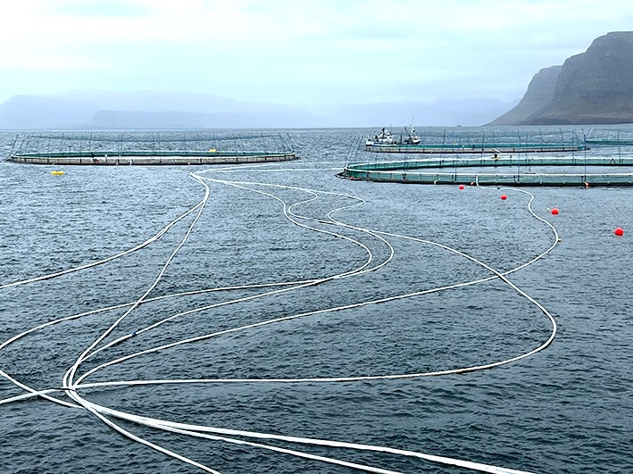 Laxalús og villtir laxfiskar