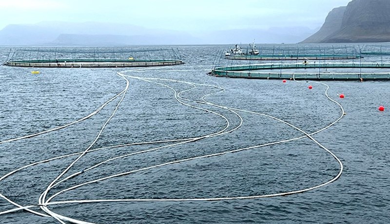 Laxalús og villtir laxfiskar