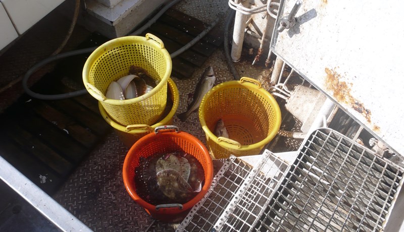 Auðlindin „okkar“