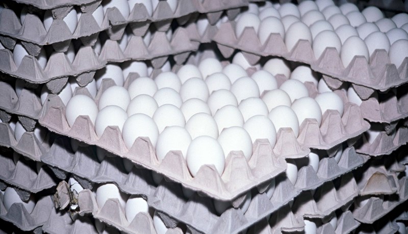 Félag eggjaframleiðenda fordæmir starfshætti sem fjallað var um í Kastljósi í gærkvöldi