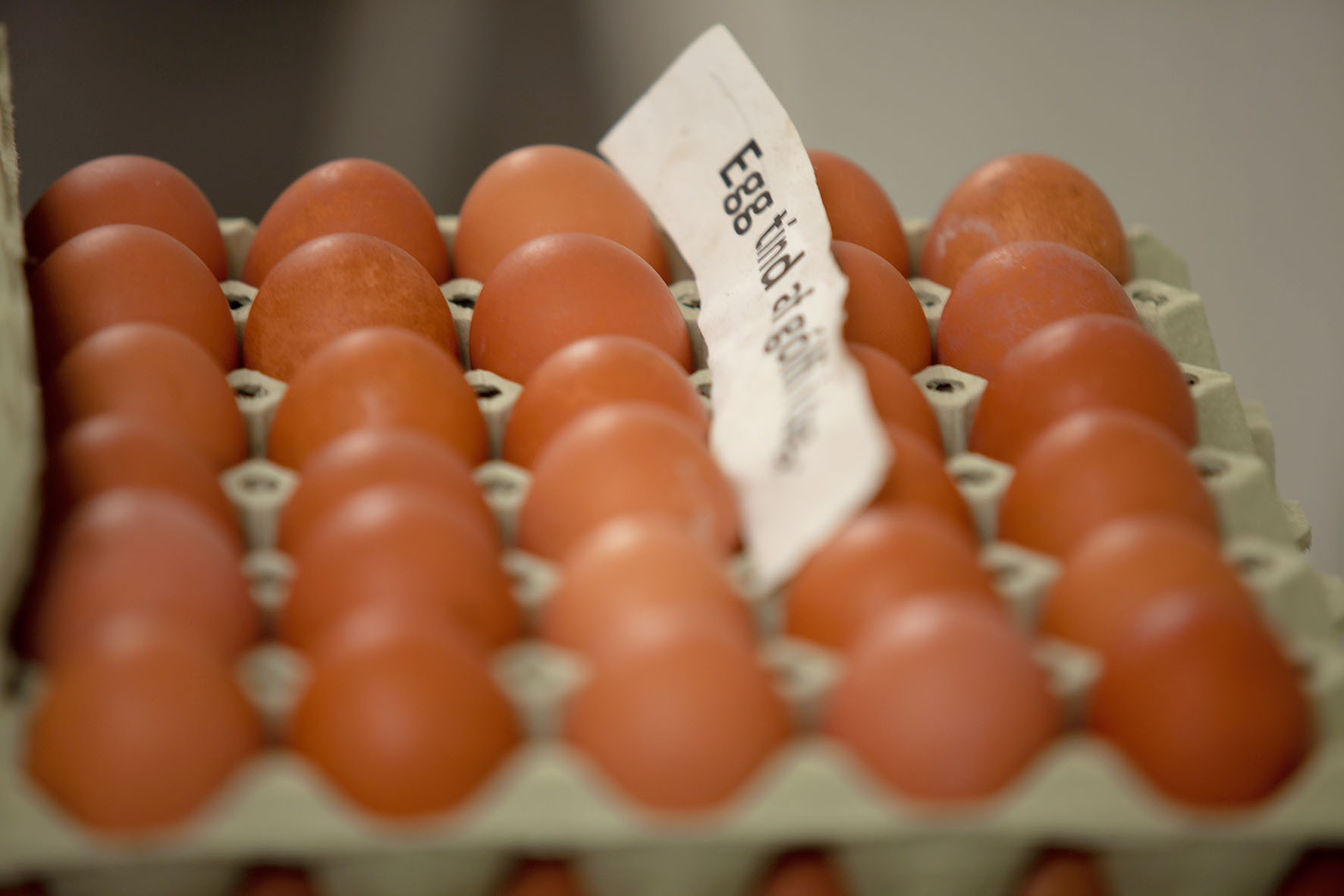 Aukin framleiðsla eggja og mjólkur