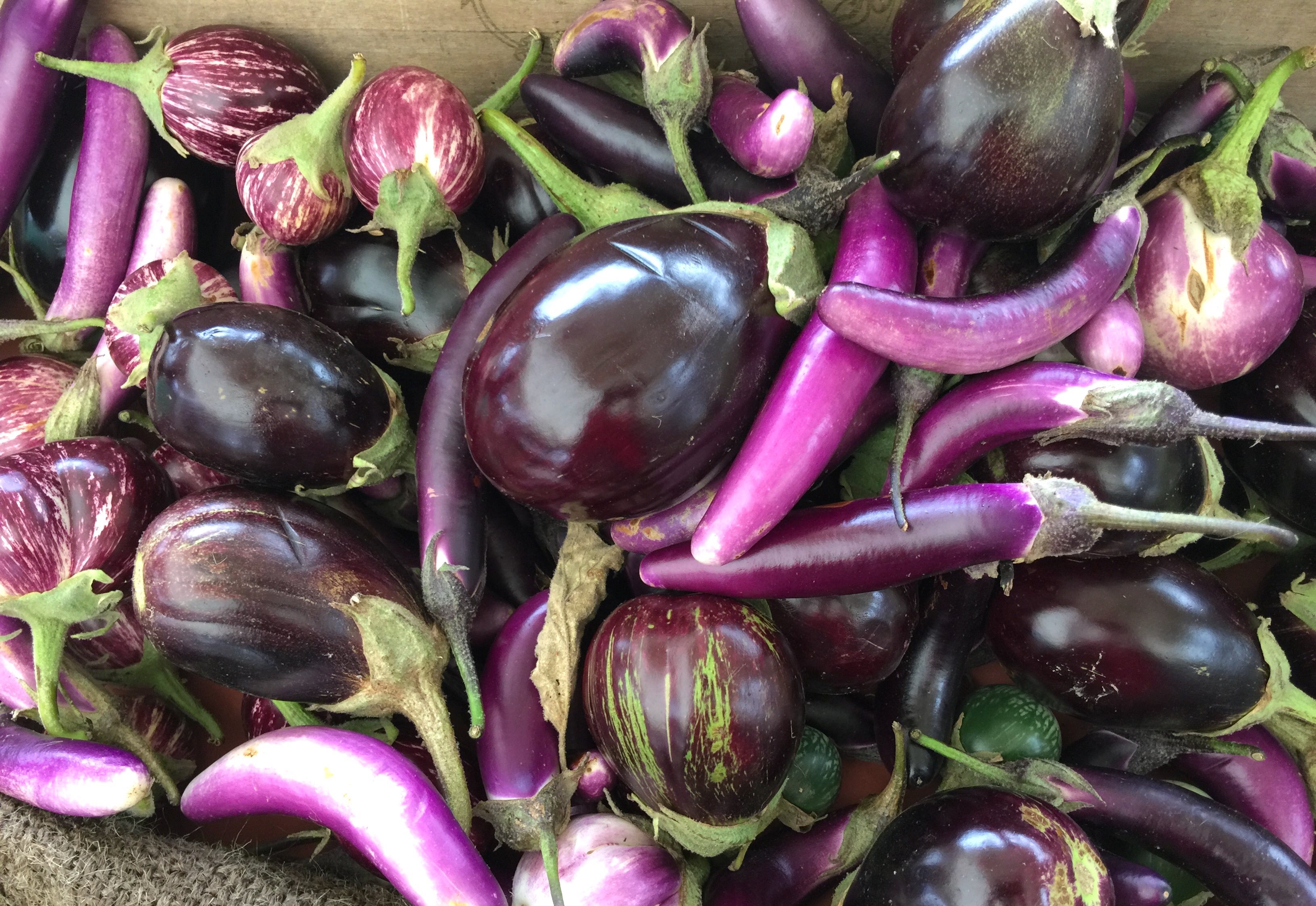 Eggaldin var talið valda geðveiki