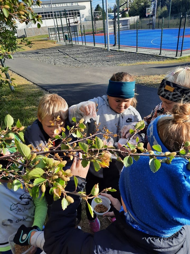 Mikill áhugi fyrir að safna birkifræi