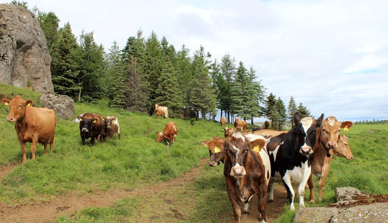 Endurskoðun búvörusamninga og aukinn innflutningur á kjöti