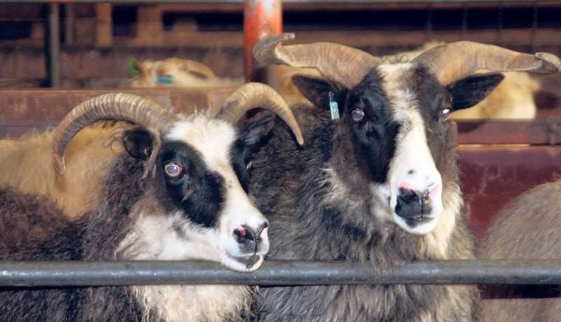 Hugleiðingar um verndun íslenska forystufjárins