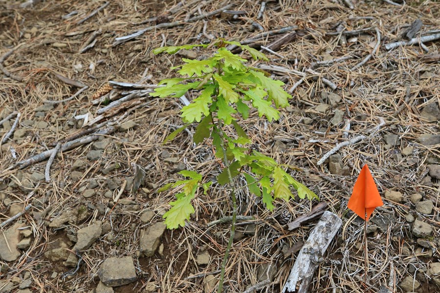 Ein eikanna fimmtíu sem settar voru niður í lund á Mógilsá í tilefni fimmtíu ára afmælis skógrannsókna þar.