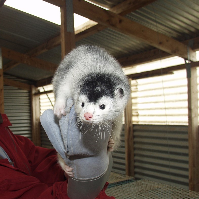 Allt bendir til þess að danskir minkabændur geti hafið endurreisn búgreinarinnar eftir áramót. Kvaðir verða settar um miklar sóttvarnir.