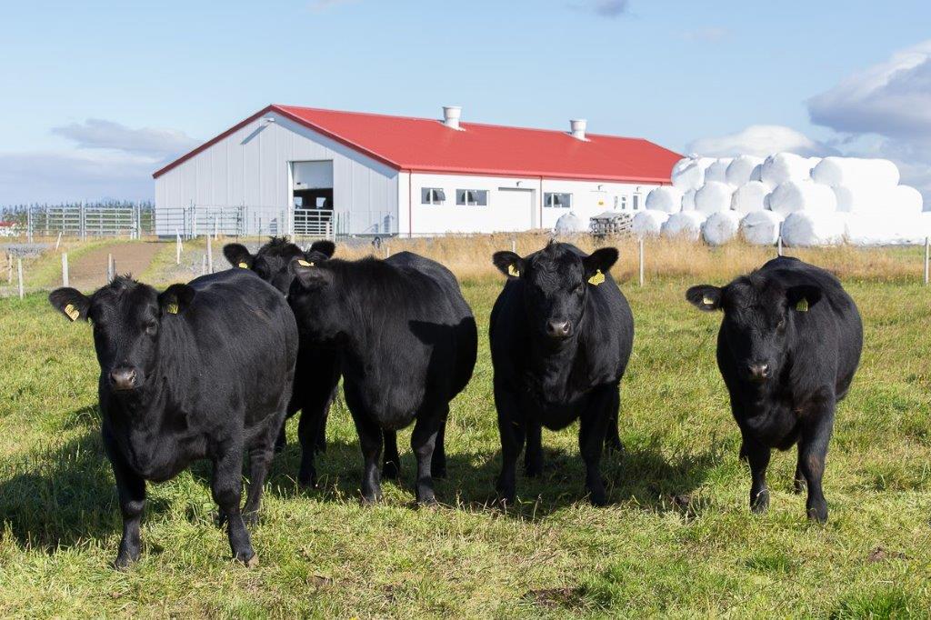 Útboð á holdagripum