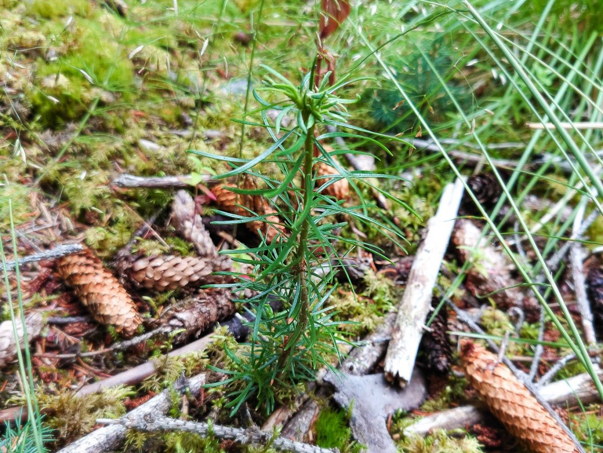 Sjálfsáð degli fannst Í Stálpastaðaskógi