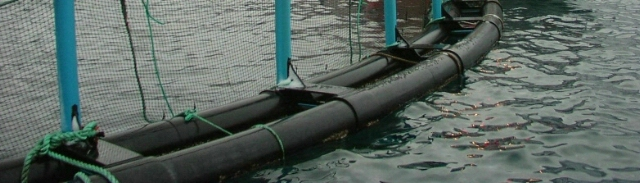 Landssamband veiðifélaga leggst gegn eldi frjórra norskra laxa í opnum sjókvíum