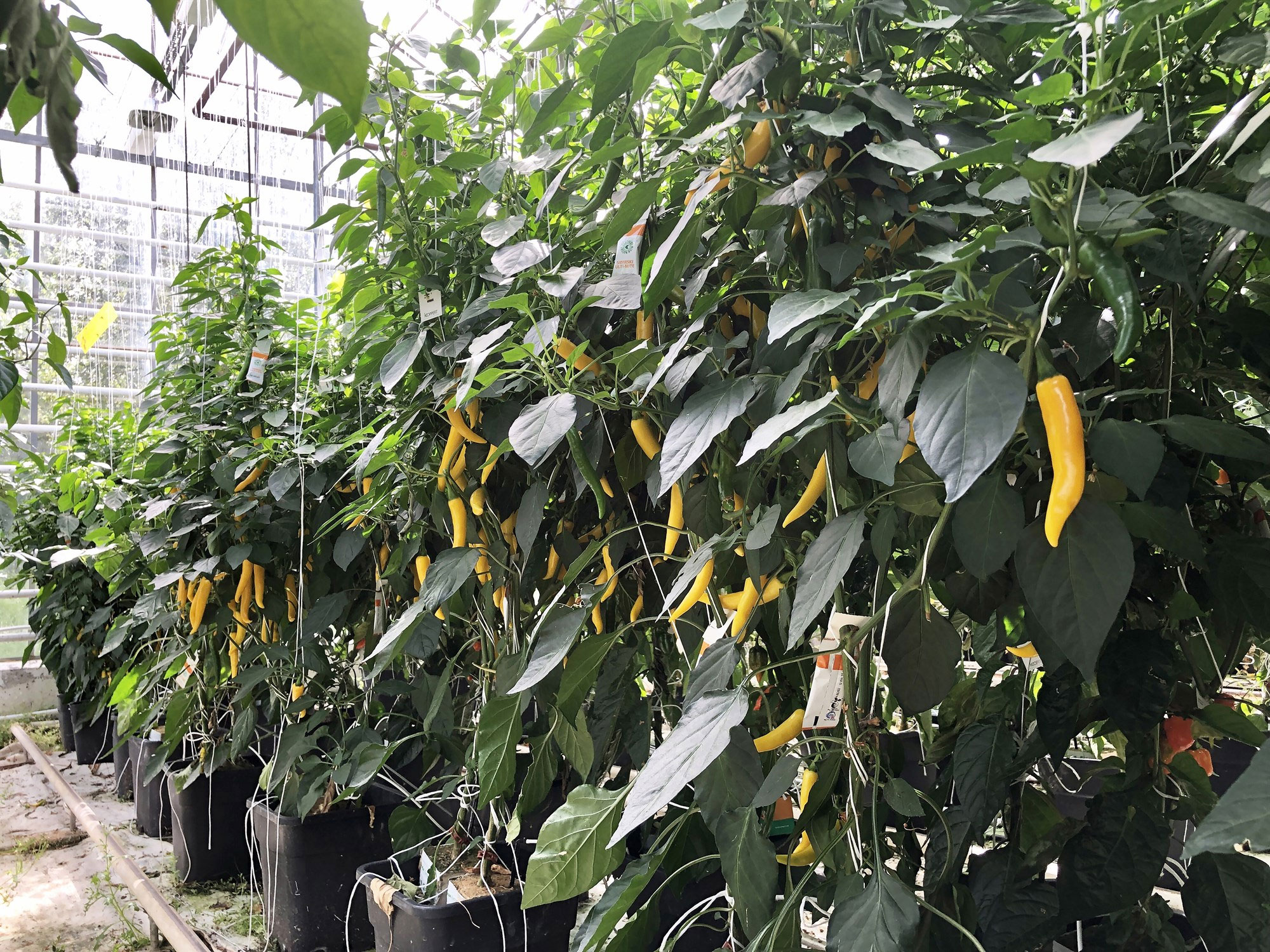 Vaxtarletjandi garðyrkja