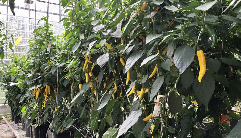 Vaxtarletjandi garðyrkja