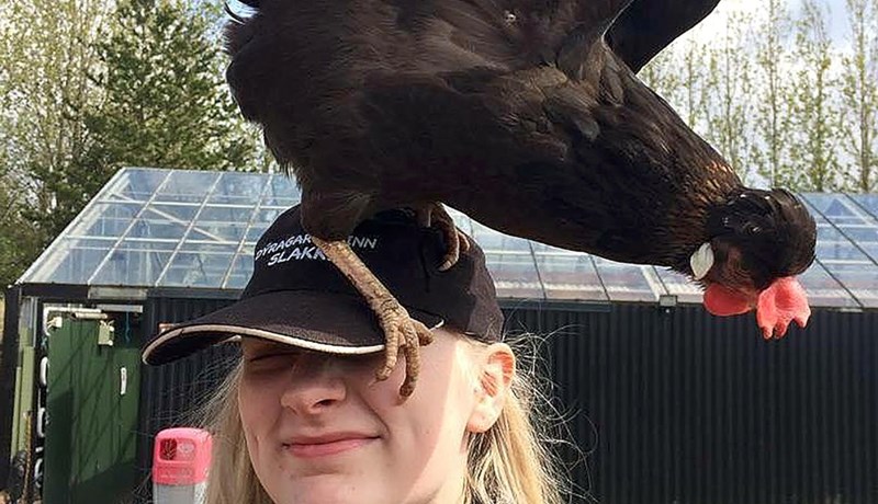 Dýrin í Slakka komin í sumarskapið