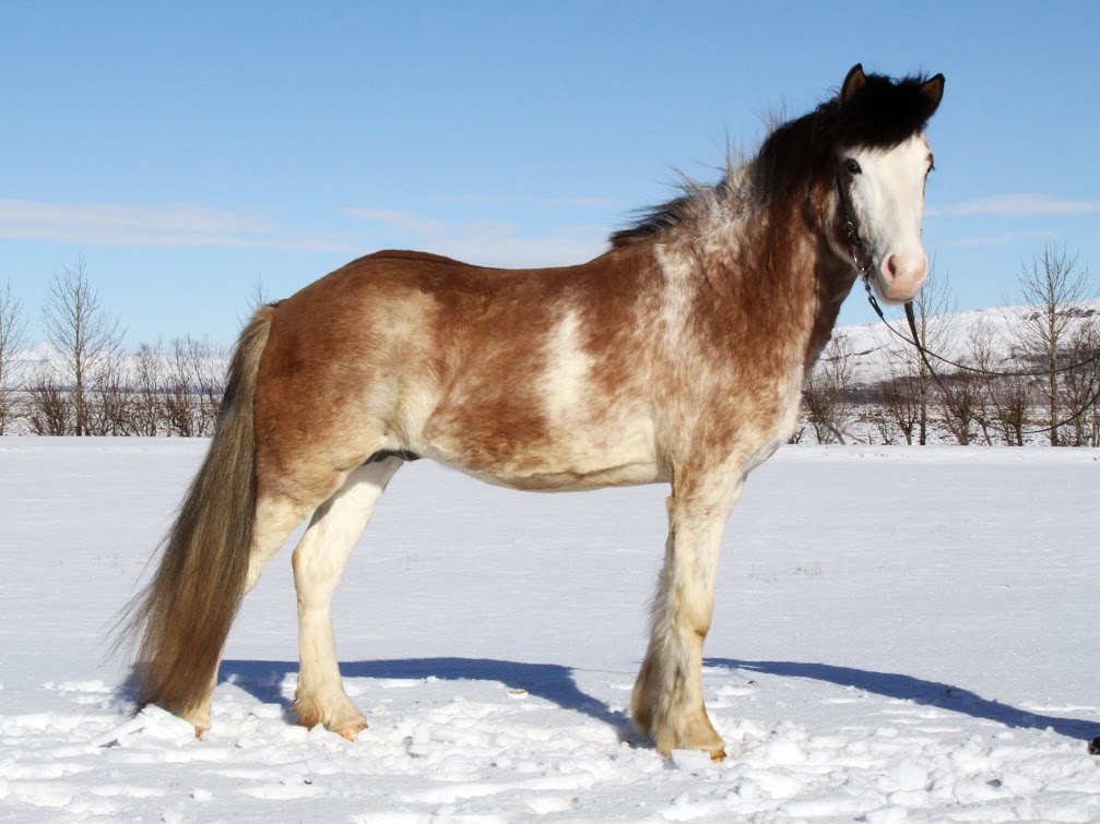 Einstakt litaafbrigði í íslenska hrossastofninum