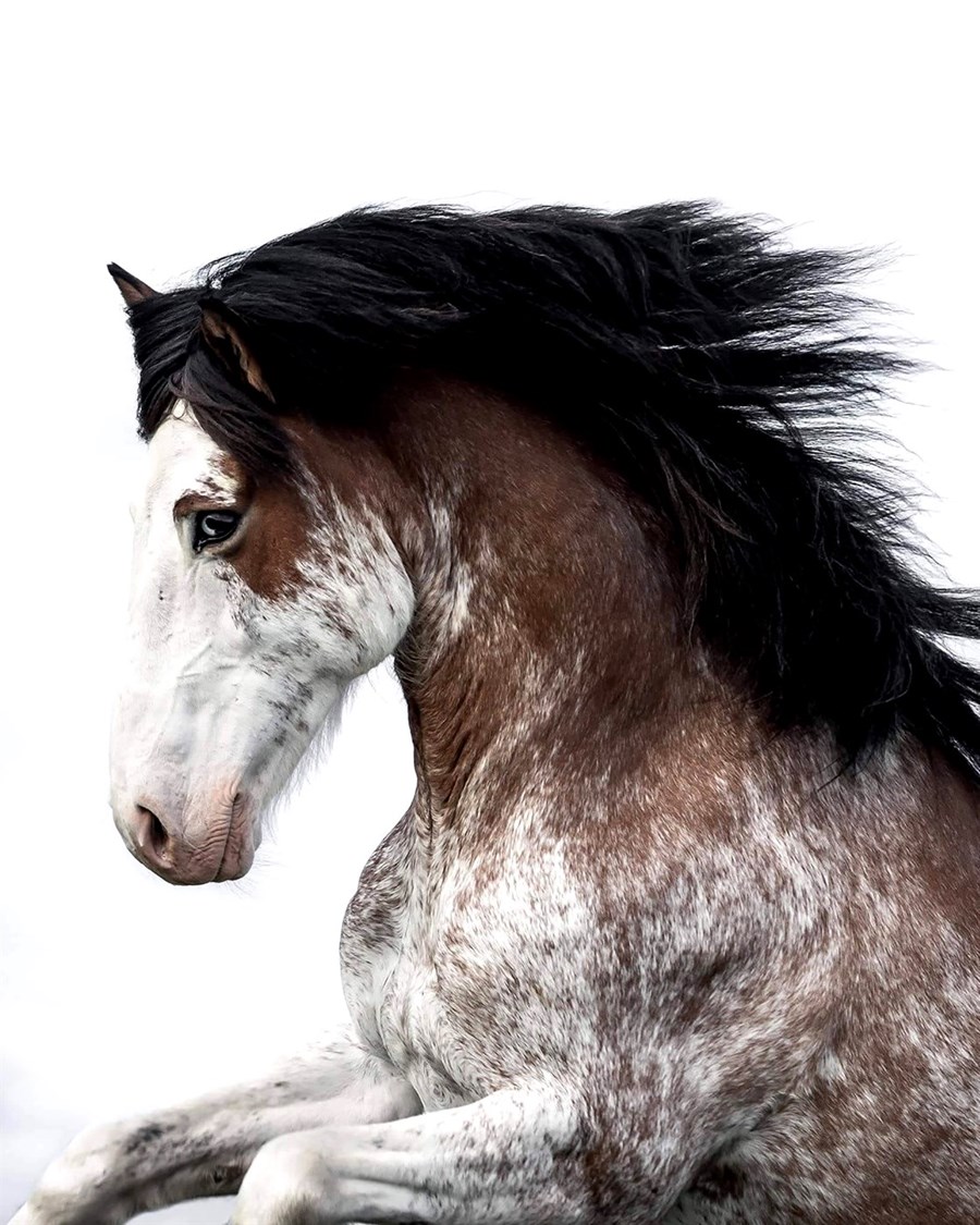 Ellert frá Baldurshaga er glæsilegur hestur.