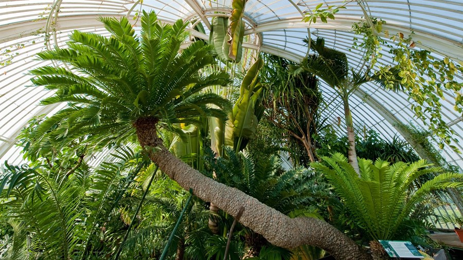 Köngulpálmategundin Encephalartos altensteinii er elsta planta í heimi sem vitið er um að sé ræktuð í potti.