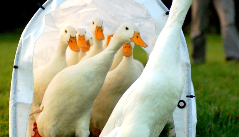 Staðið á aliöndinni