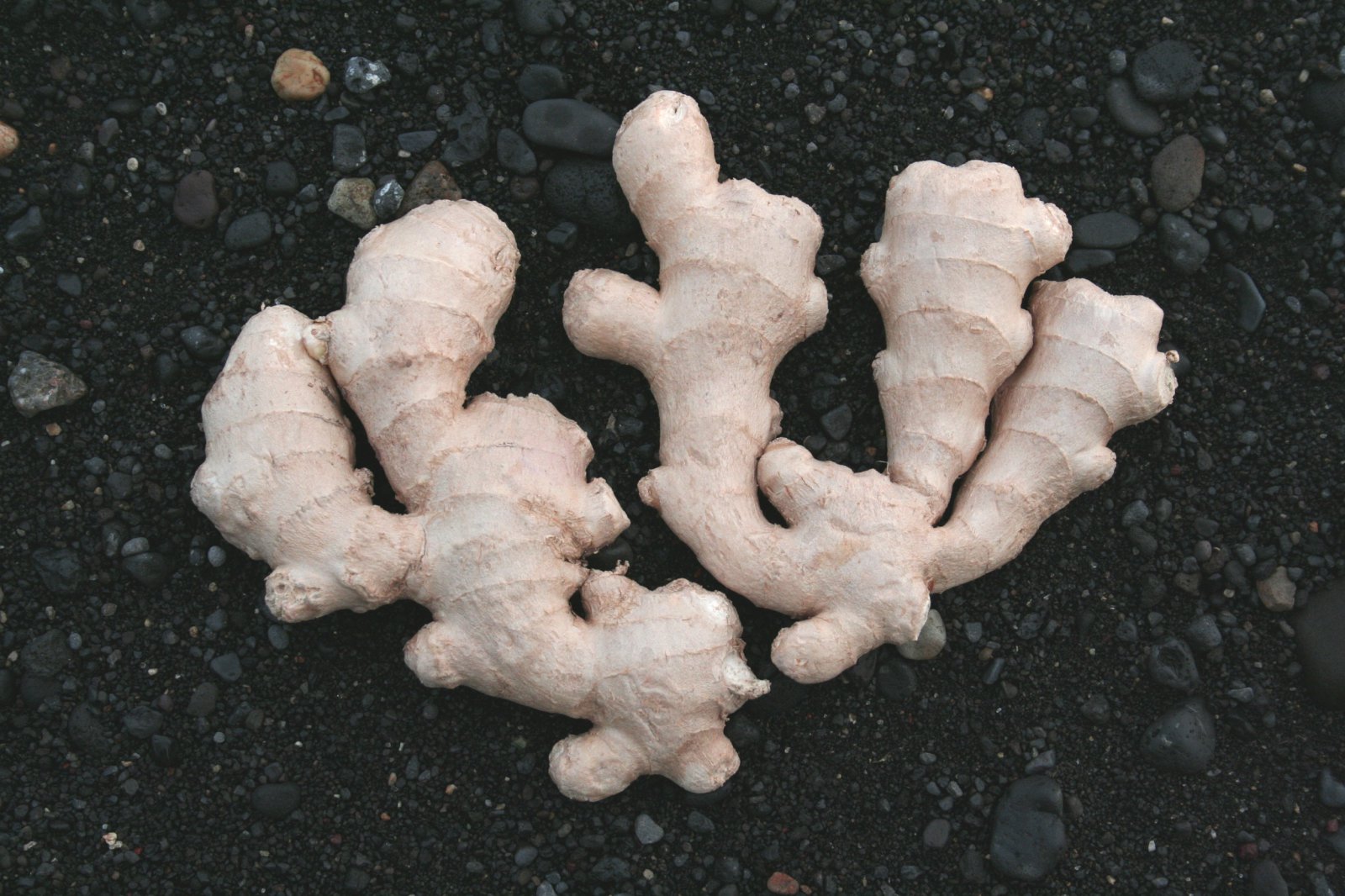 Hinn elskulegi engifer  og &#250;t&#250;rd&#250;r um enskan biskup