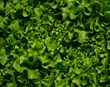 30 milljón salatplöntur blaðlúsum að bráð