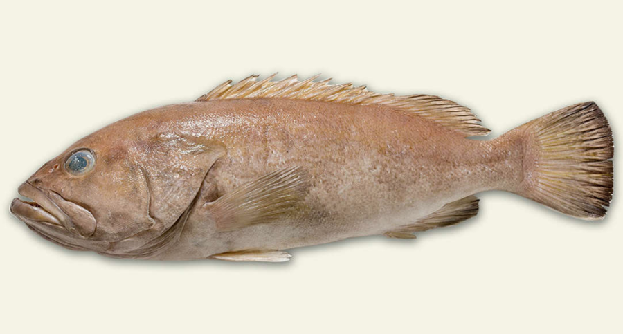 Epinephelus fuscomarginatus.