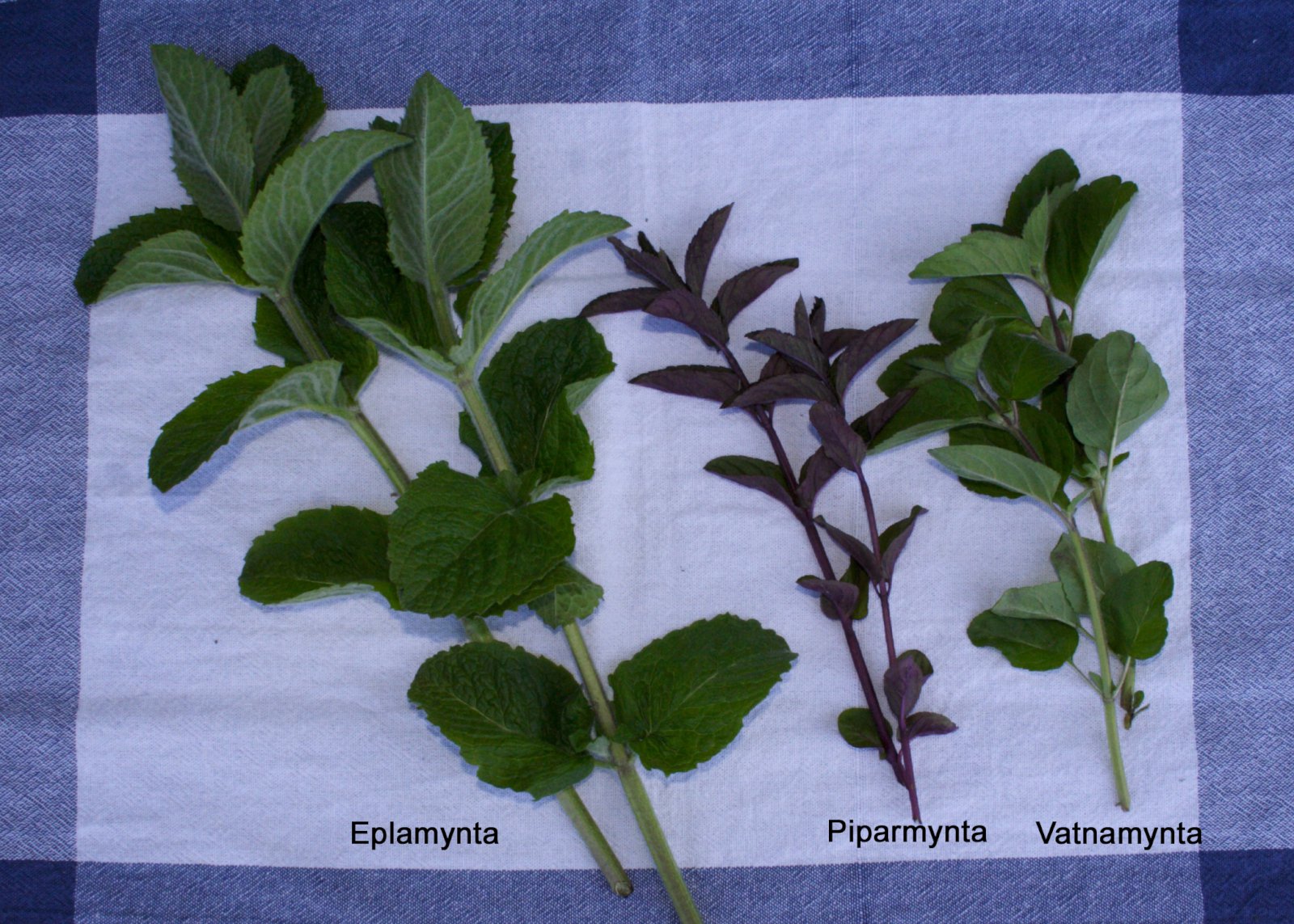 Myntur – undirheimaátök og mojito