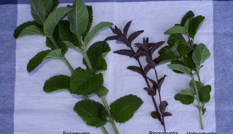 Myntur – undirheimaátök og mojito