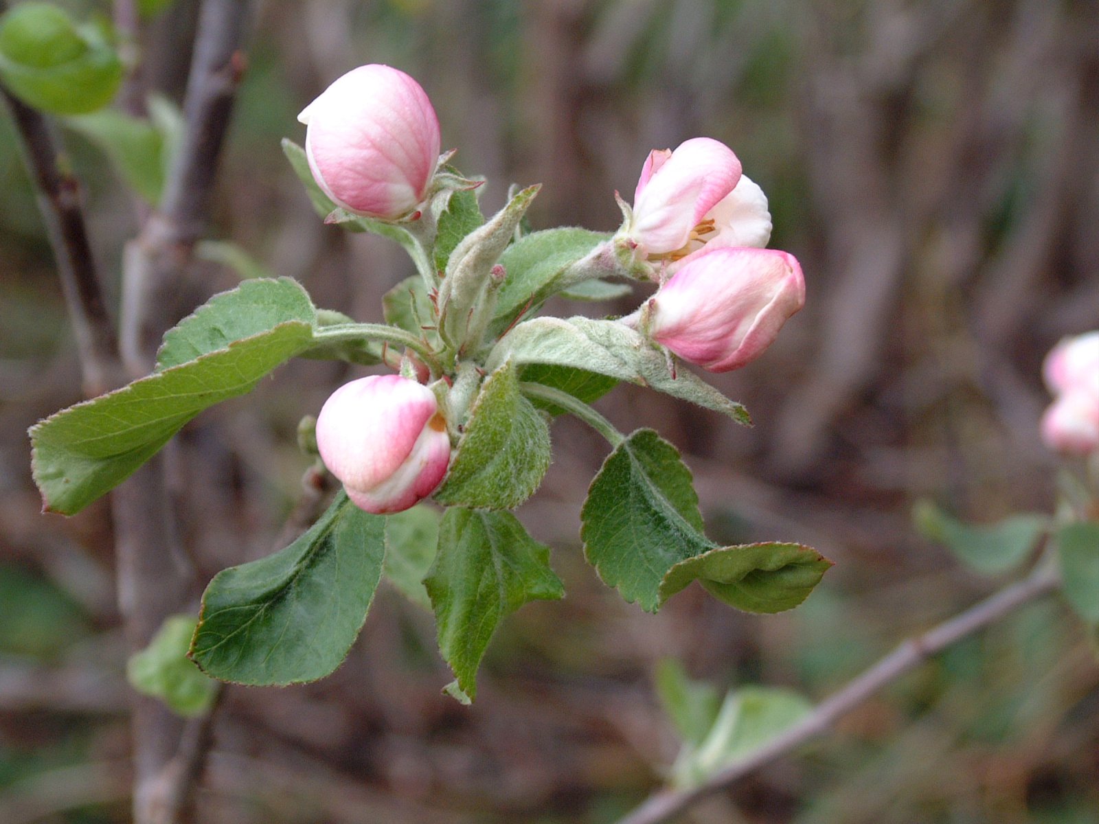 Uppskerubrestur blastir við ávaxtabændum í Noregi