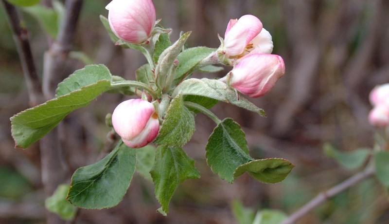 Uppskerubrestur blastir við ávaxtabændum í Noregi