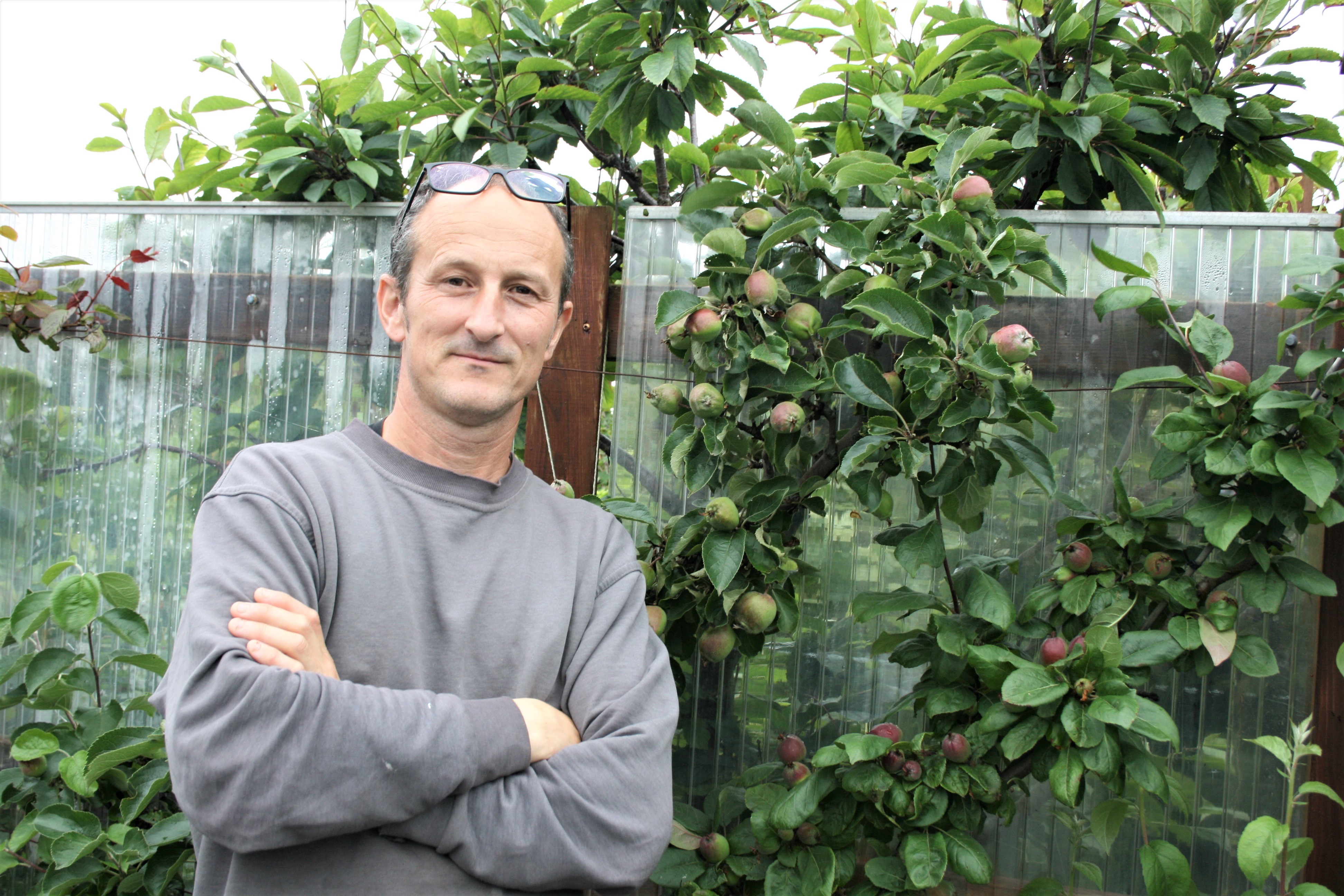 Reiknar með að fá 50 kíló af eplum í haust af trjánum sínum