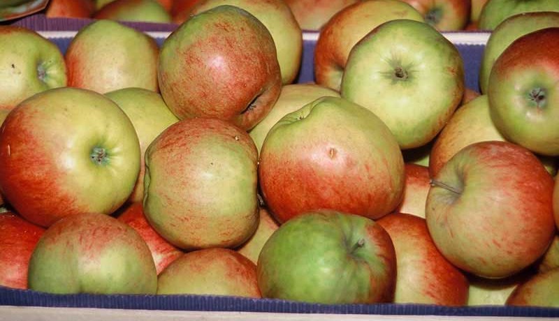 Ekki skimað fyrir tilteknu skordýraeitri á Íslandi