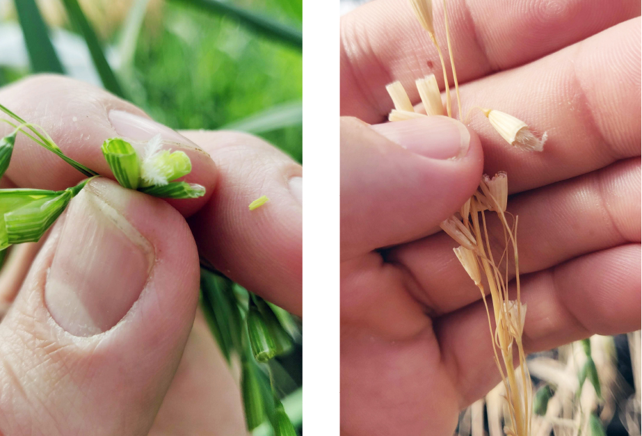 Erfðamengjaúrval í innlendum kornkynbótum