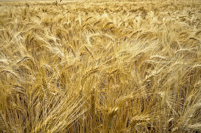 Samdráttur í framleiðslu hveitis