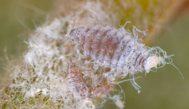 Blóðlús leggst á epli