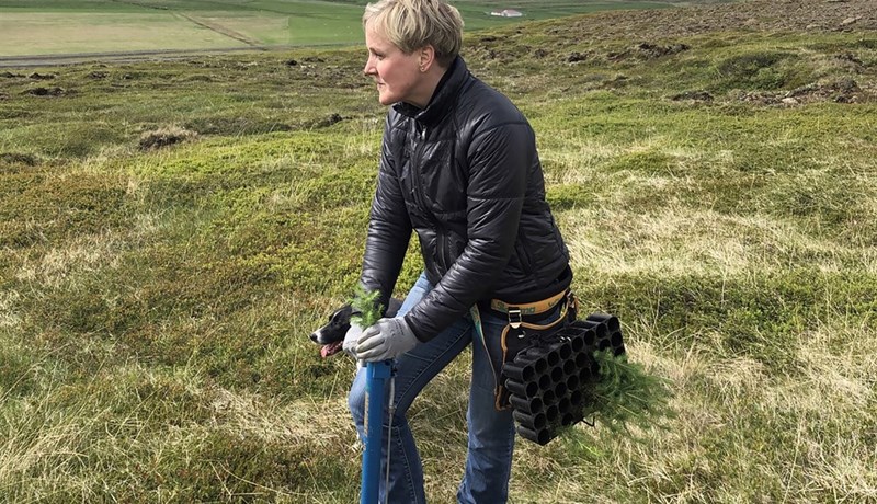 Þar sem glyttir í gróna meli morgundagsins