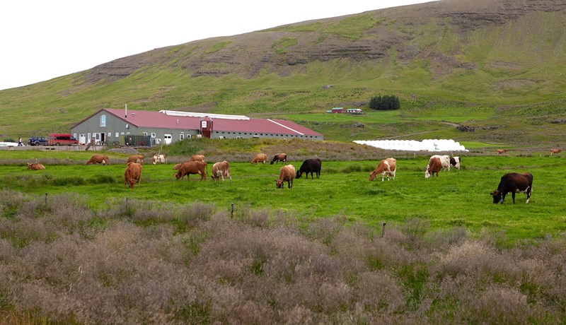 Búreksturinn aldrei gengið eins vel en tímabært að hætta