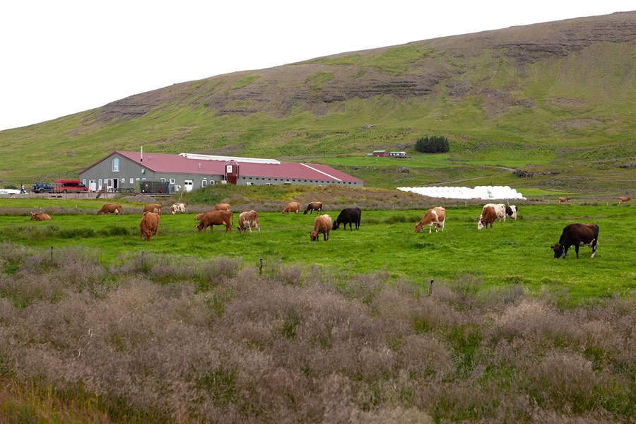 Kúabúið og rjómabúið á Erpsstöðum í Dölum hefur verið rekið sem tvær einingar.
