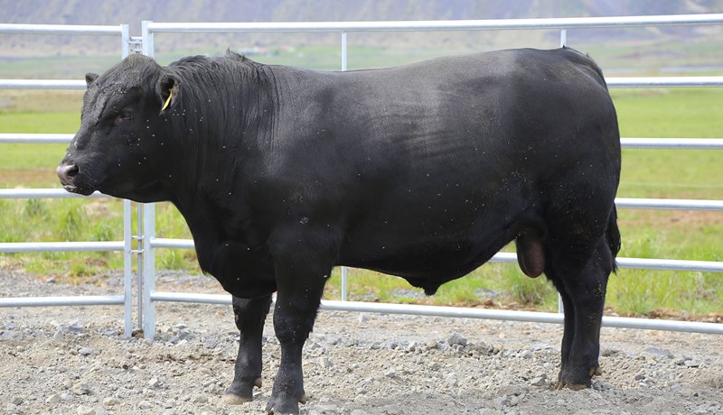 Niðurstöður skýrsluhaldsársins í nautakjötsframleiðslunni 2023